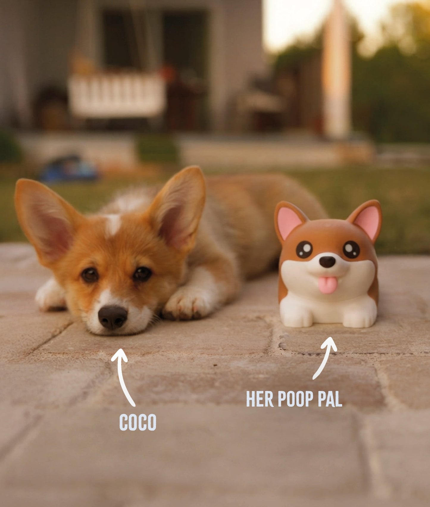 Poop Corgi